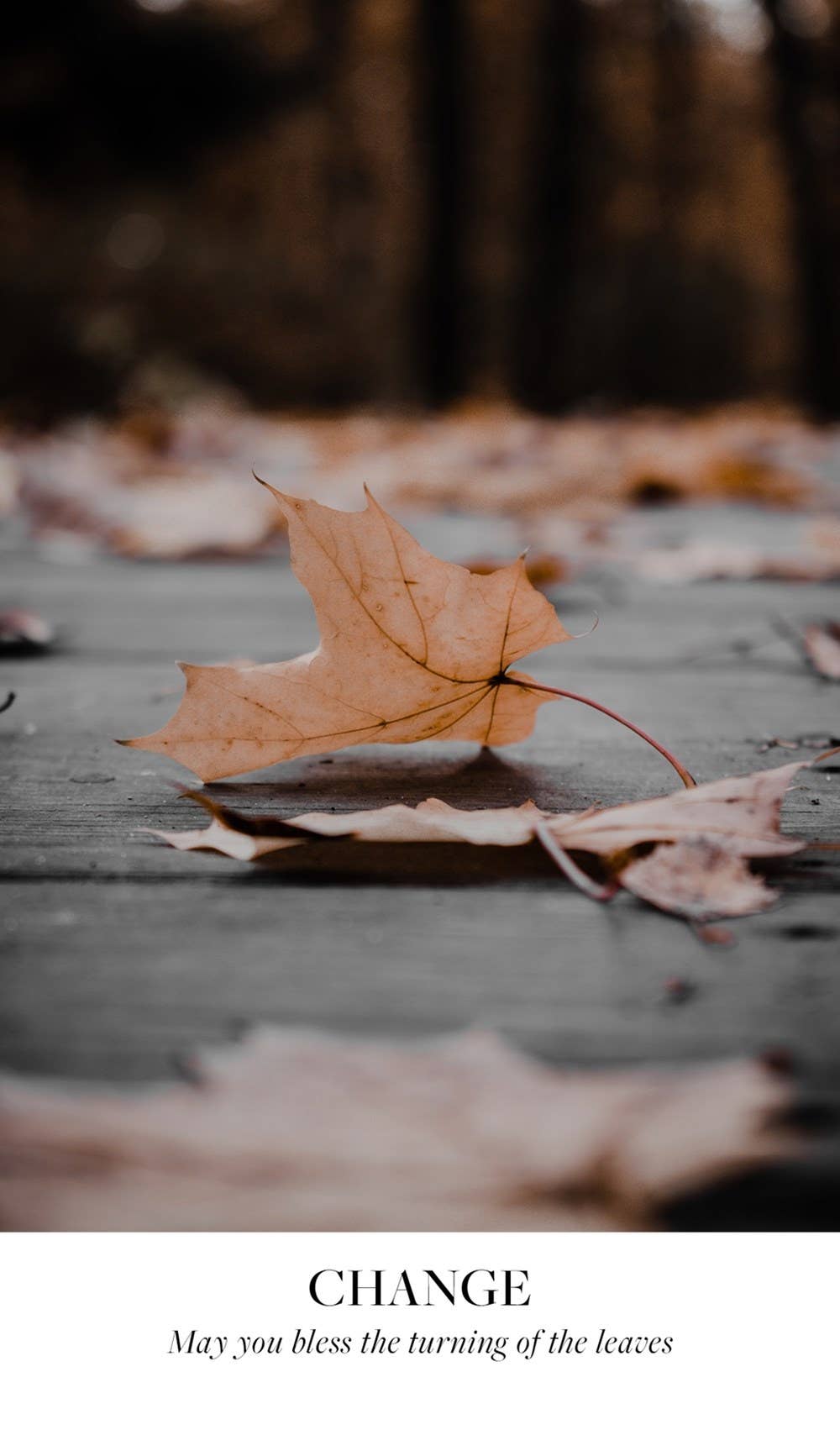 Texas Bookman - Wholesale Tarot Cards - Earth Blessings Oracle Cards (48 Cards and Guidebook)1