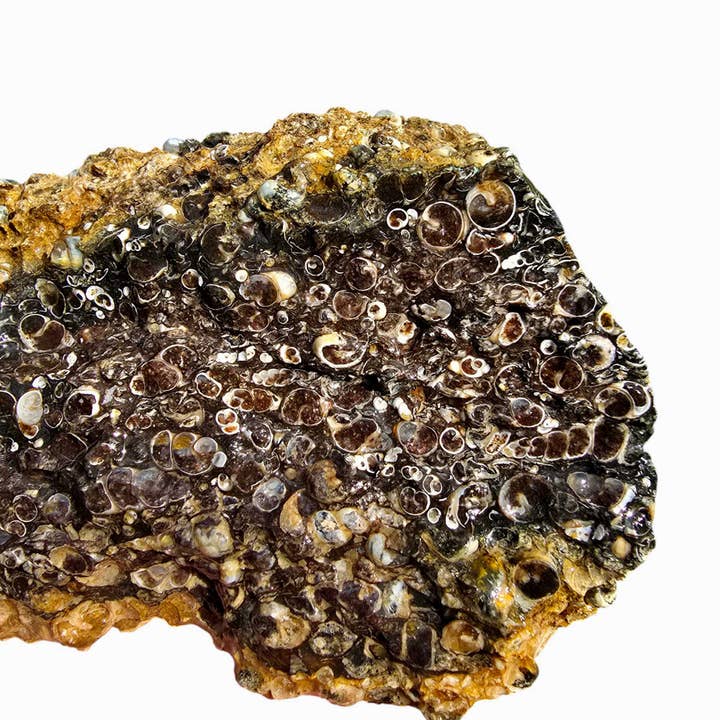 Wyoming Fossil Turritella Agate Lapidary Rough Cutting Chunk for wholesale by Lapidary Central