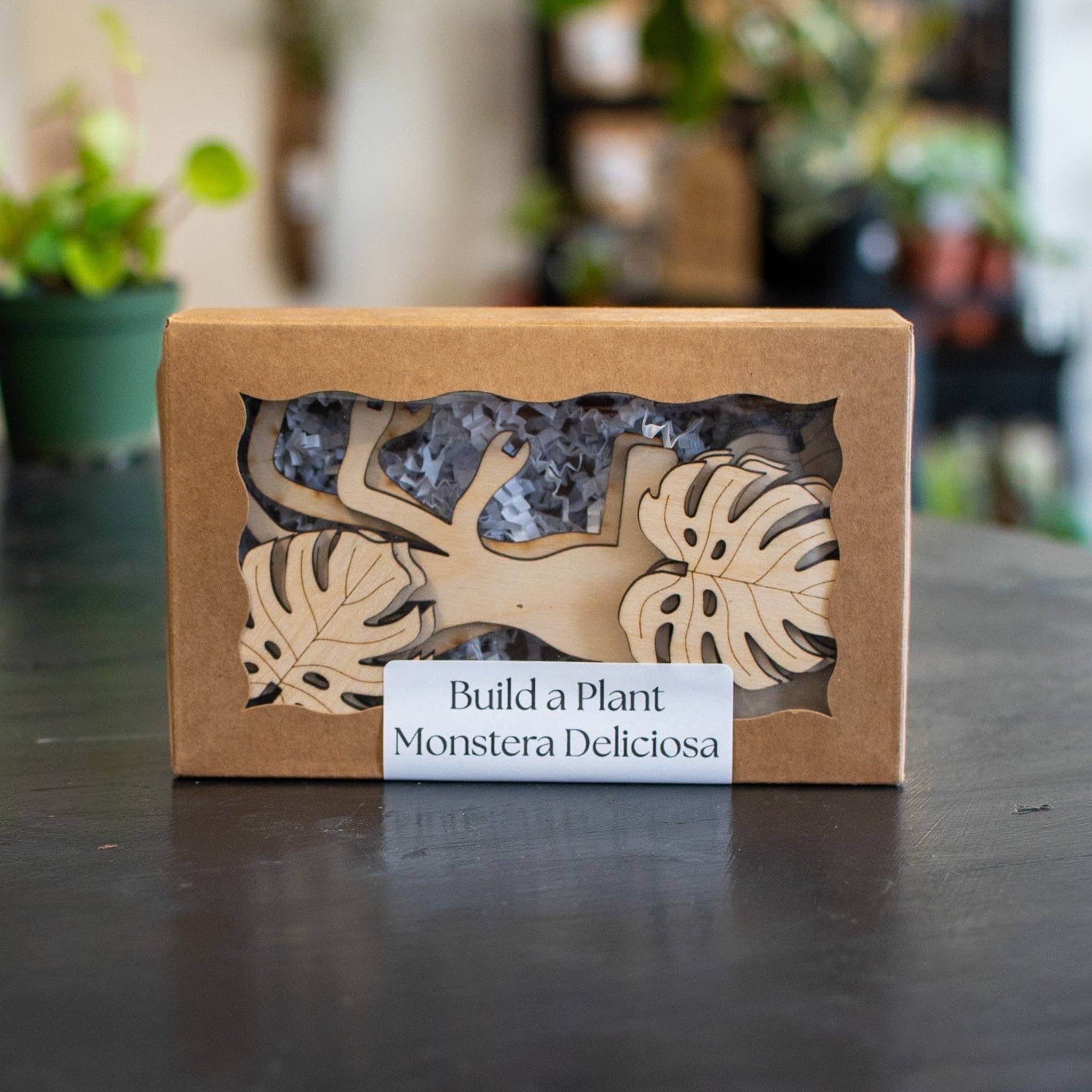 Still Magnolia - Wholesale DIY Craft Kit - Build A Plant - Monstera2