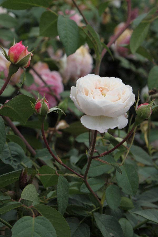 REMOVED BRAND - Venta al por mayor Plantas naturales - The Albrighton Rambler (Ausmobile) (raíz)2