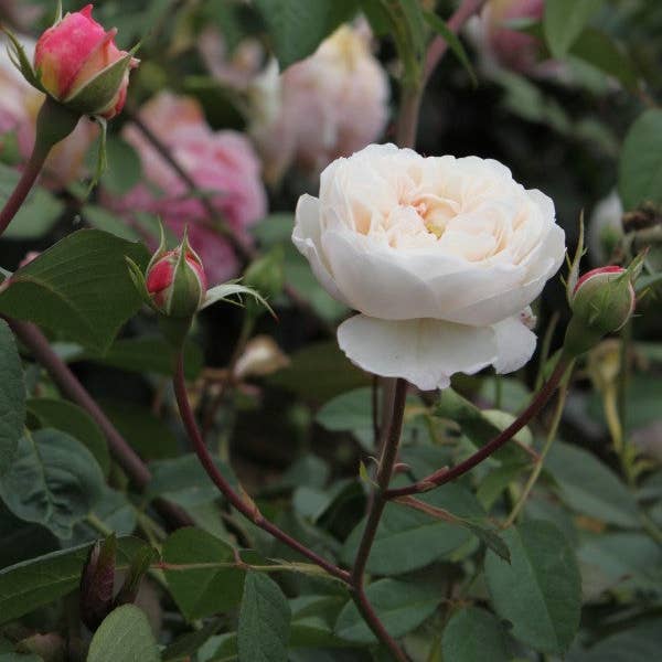 REMOVED BRAND - Venta al por mayor Plantas naturales - The Albrighton Rambler (Ausmobile) (raíz)2