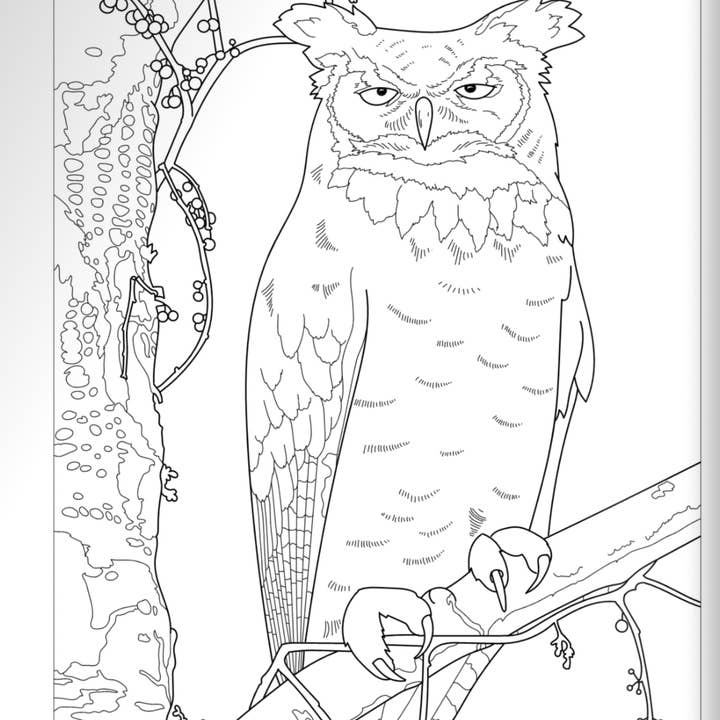 Wellspring – Großhandel Mal- & Aktivitätsbuch – Erwachsene – Malbuch - Vögel zu Hause1