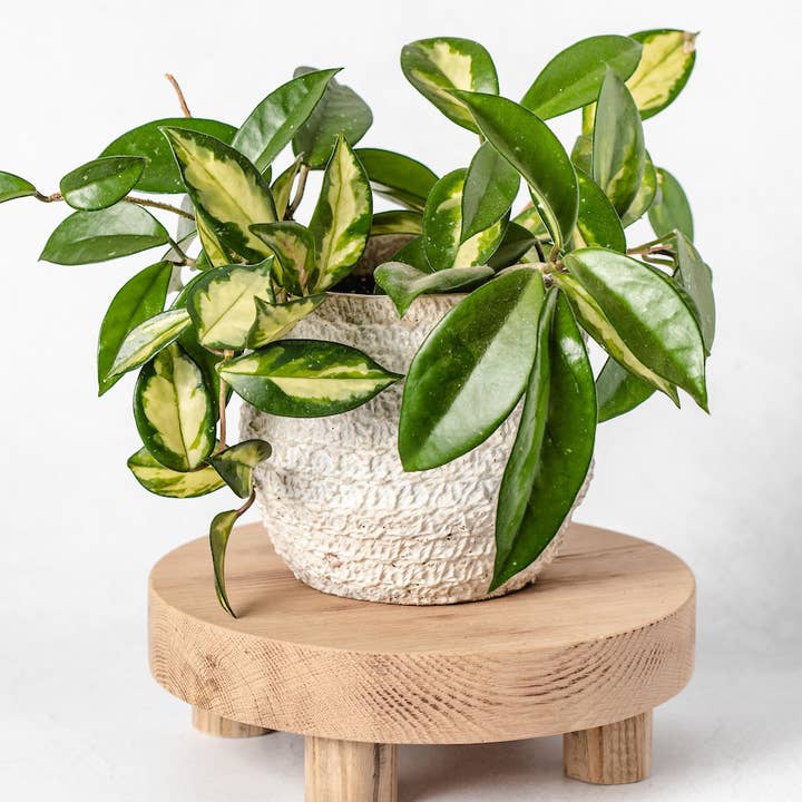 White Gables Home By Aimee Weaver Designs - Wholesale Desk Riser - Round Reclaimed Wood Riser Stand | Made In USA