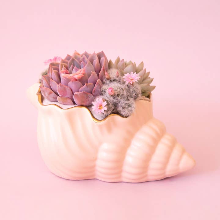 Siren Shell Planter | Vanilla for wholesale by Jungle Club
