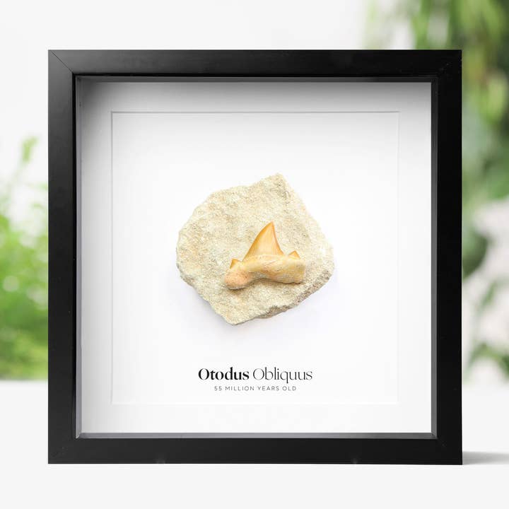 Otodus Obliquus Tooth in Matrix Dinosaur Fossil Box Frame for wholesale by Curated Studio