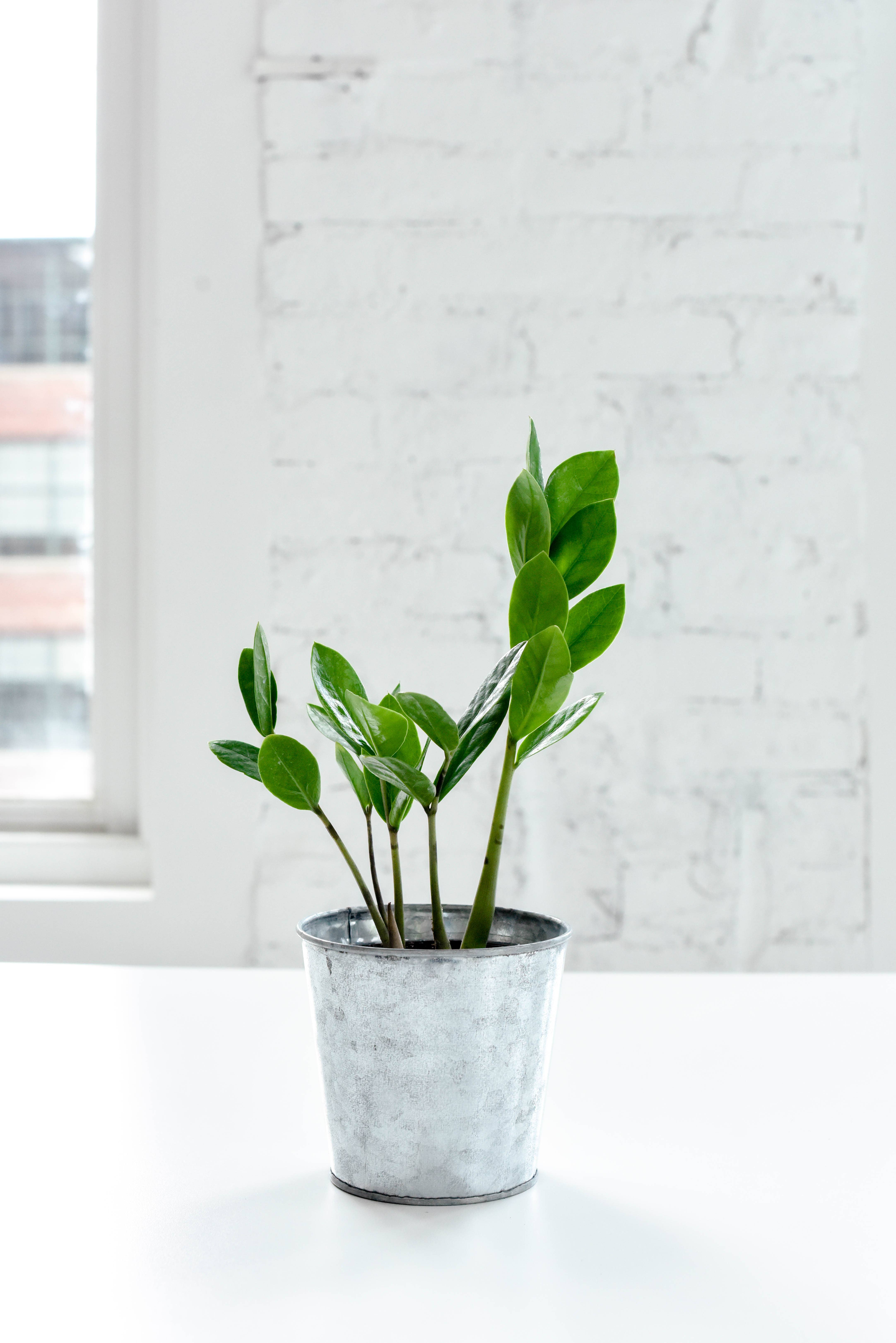 Thorsen's Greenhouse - Wholesale Live Plant - ZZ Plant - Live Plant7