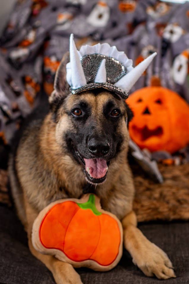 Midlee Designs - Wholesale Pet Plush Toy - Dog - Midlee BOO Sugar Cookie Halloween Plush Dog Toys8