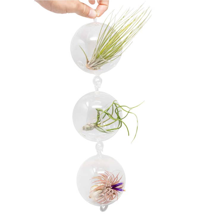 Hanging Glass Globe Double Hook Terrariums for wholesale by Air Plant Shop