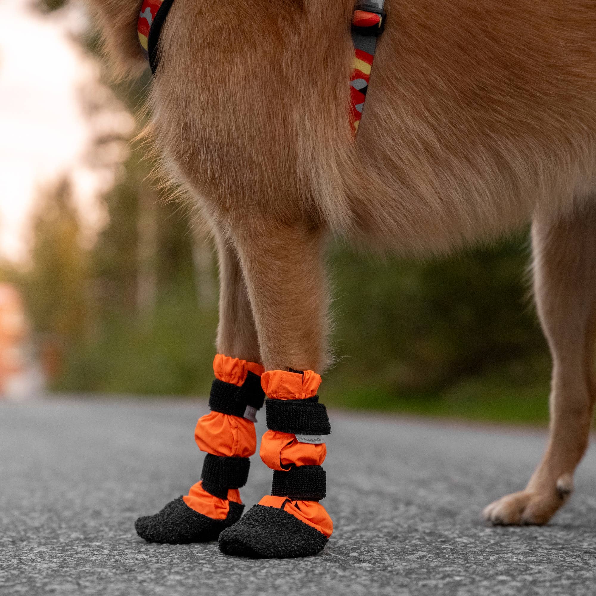 FINNERO - Vente Bottines – chien - FINNERO SULO bottines de protection pour chien, 2 pièces, orange9