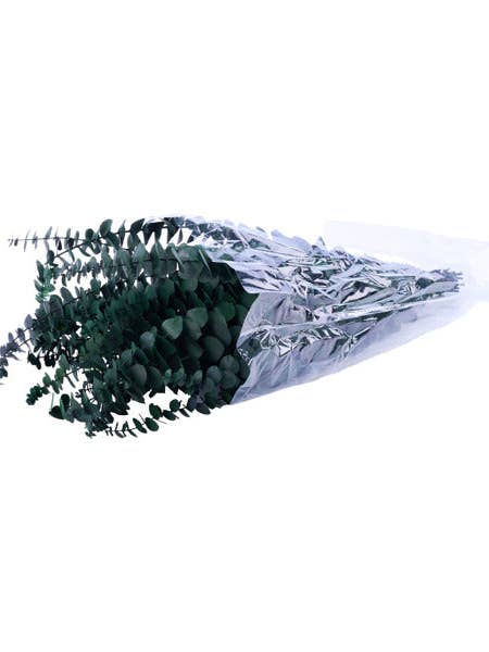 1LB PRESERVED SPIRAL EUCALYPTUS BUNDLE - DARK GREEN - TF003630 for wholesale by General Wholesale Inc
