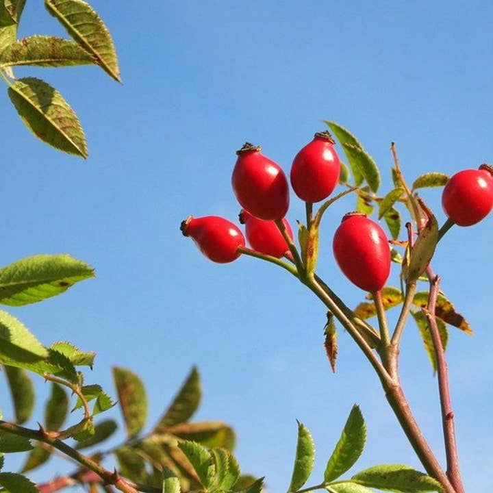 Lisal nature beauty for you - Wholesale Facial Oil - Rosehip Oil 100% Organic Serum 30ml1