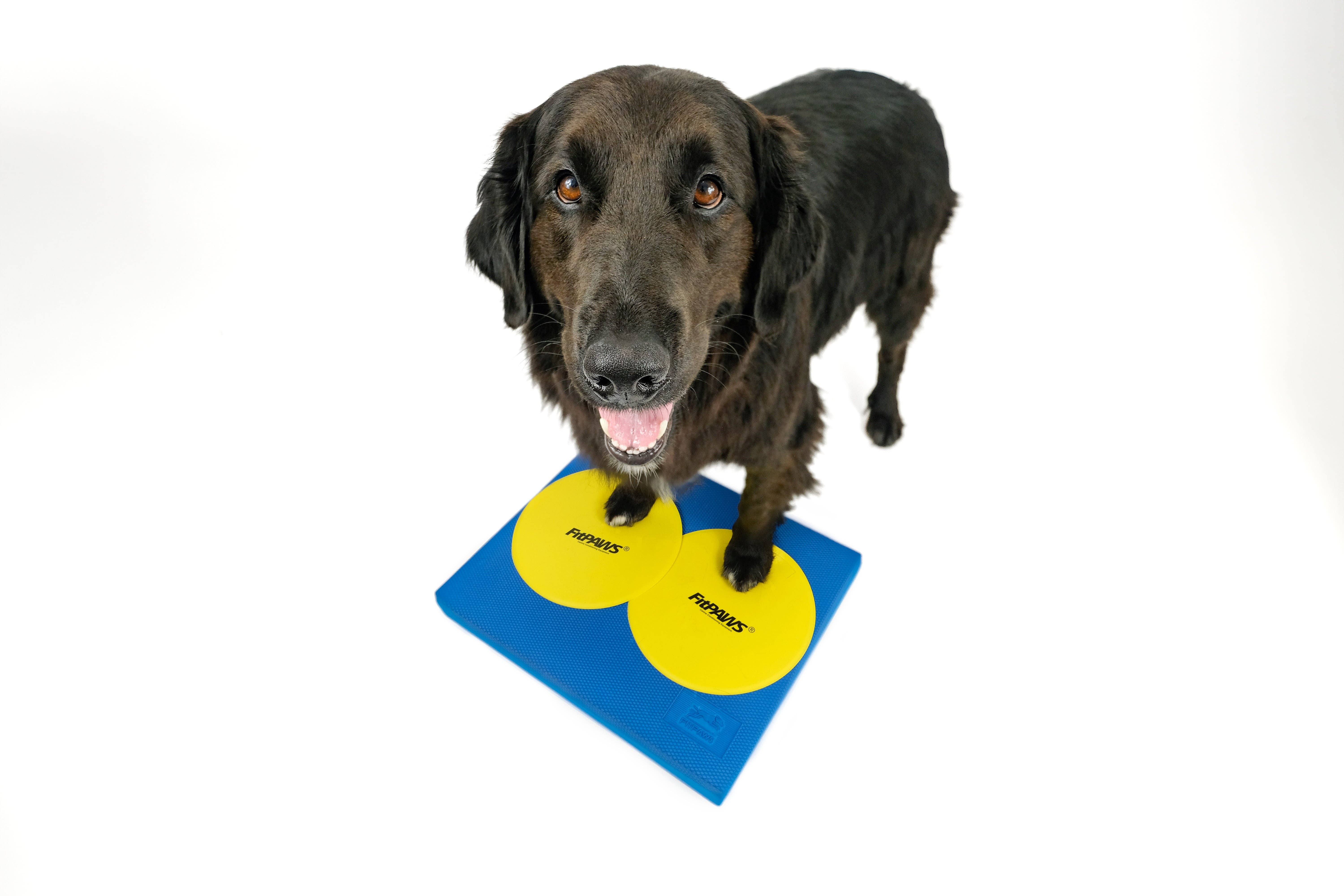 FitPAWS - Venta al por mayor Juguete - Perros - FitPAWS® Almohadilla de Equilibrio 15" x 18.25" x 2"5