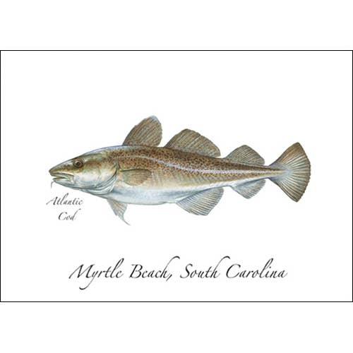 Atlantic Cod for wholesale by Earth Sky + Water