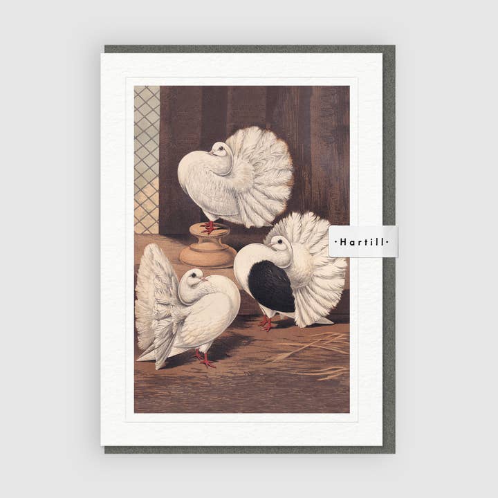 Kunstwenskaart Scotch Fantails of Shakers met brede staart voor wholesale door Hartill