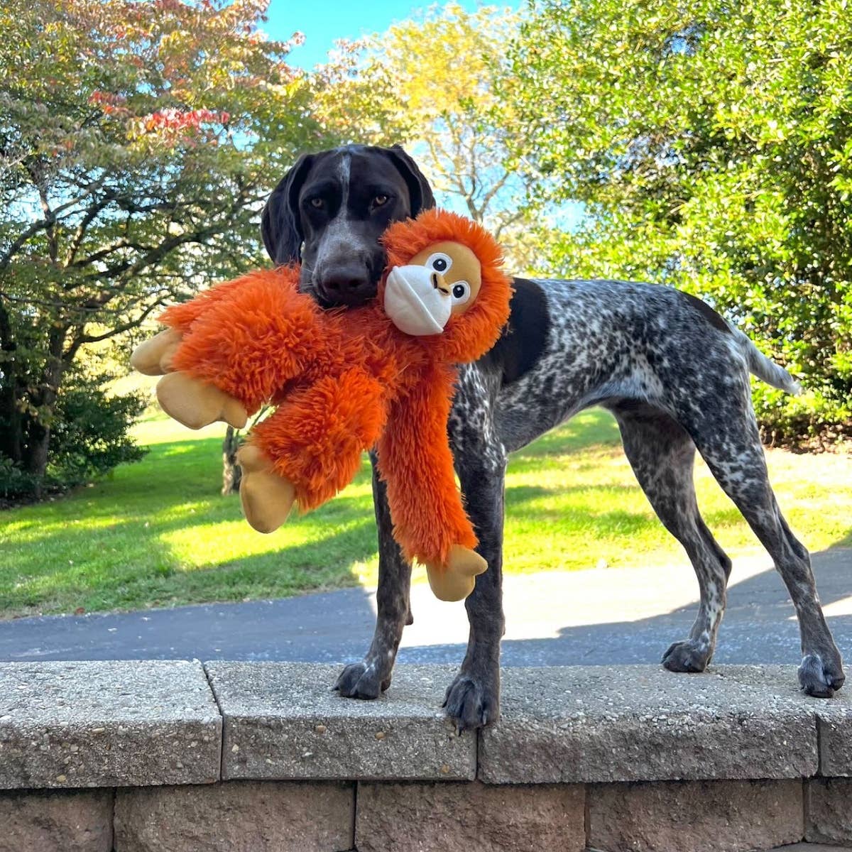 Tall Tails - Vendita all'ingrosso Giocattoli sonori per animali - Cani - Gioco per cani a corda Orangutan da 35,6 cm con squittio7