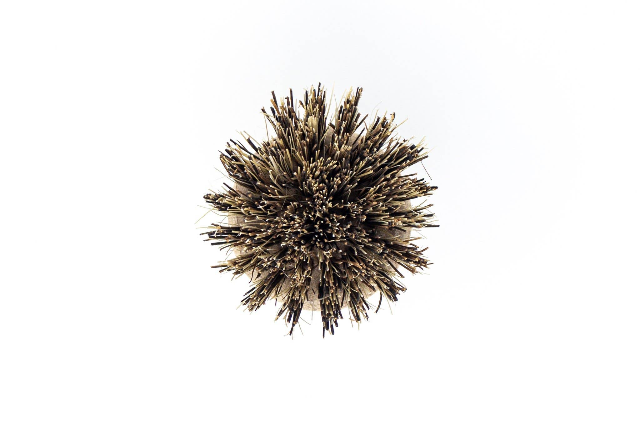 The Waste Less Shop – wholesale Cleaning brush – Beechwood Plastic-Free Pot Scrubber Brush – Hard Coconut3