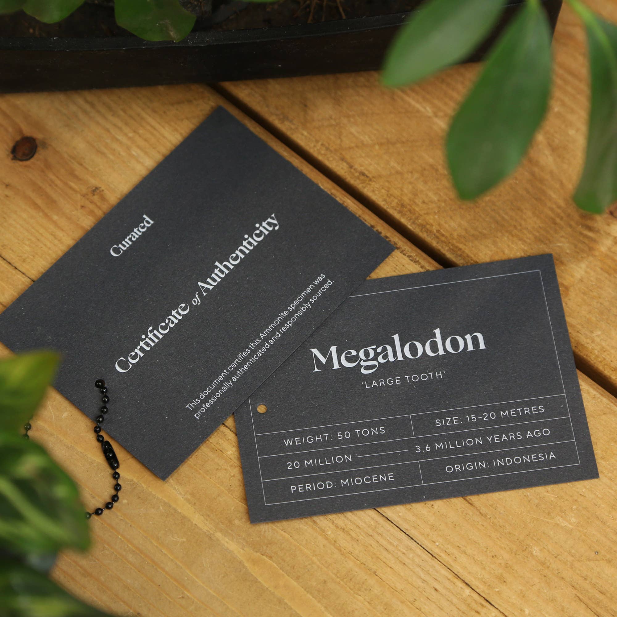 Curated Studio – wholesale Wall Accent – XL Carcharocles Megalodon Shark Tooth Real Dinosaur Fossil 1