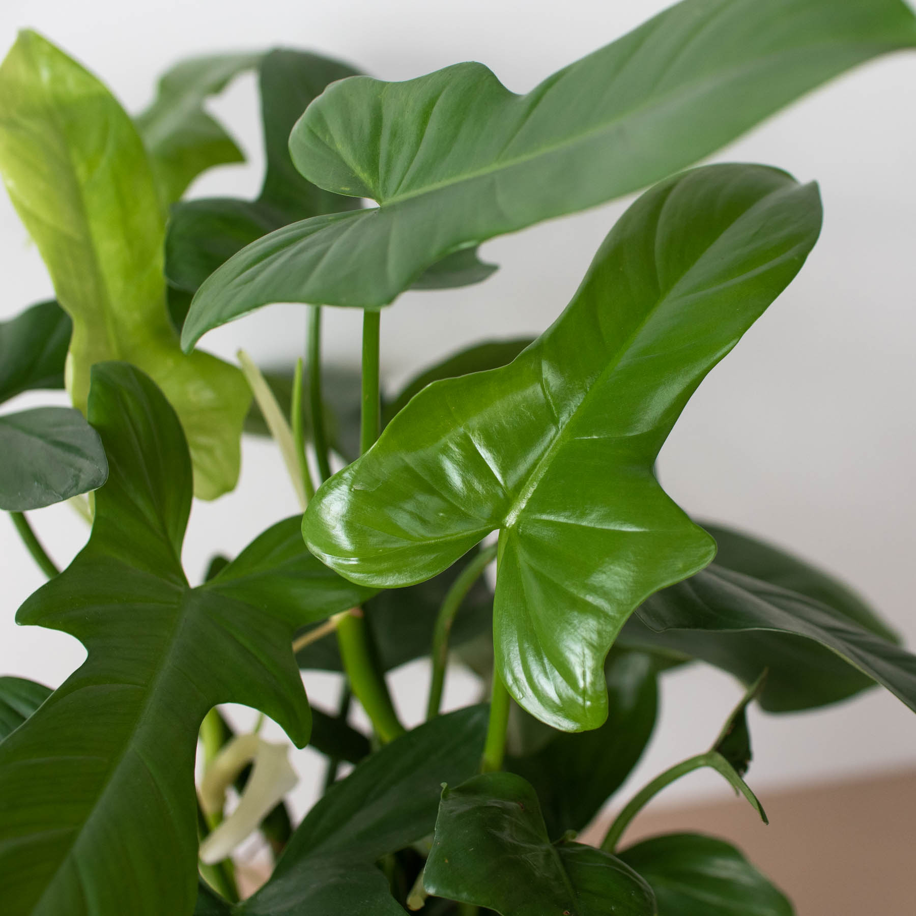 House Plant Wholesale - Wholesale Live Plant - Philodendron 'Silver Sword'9