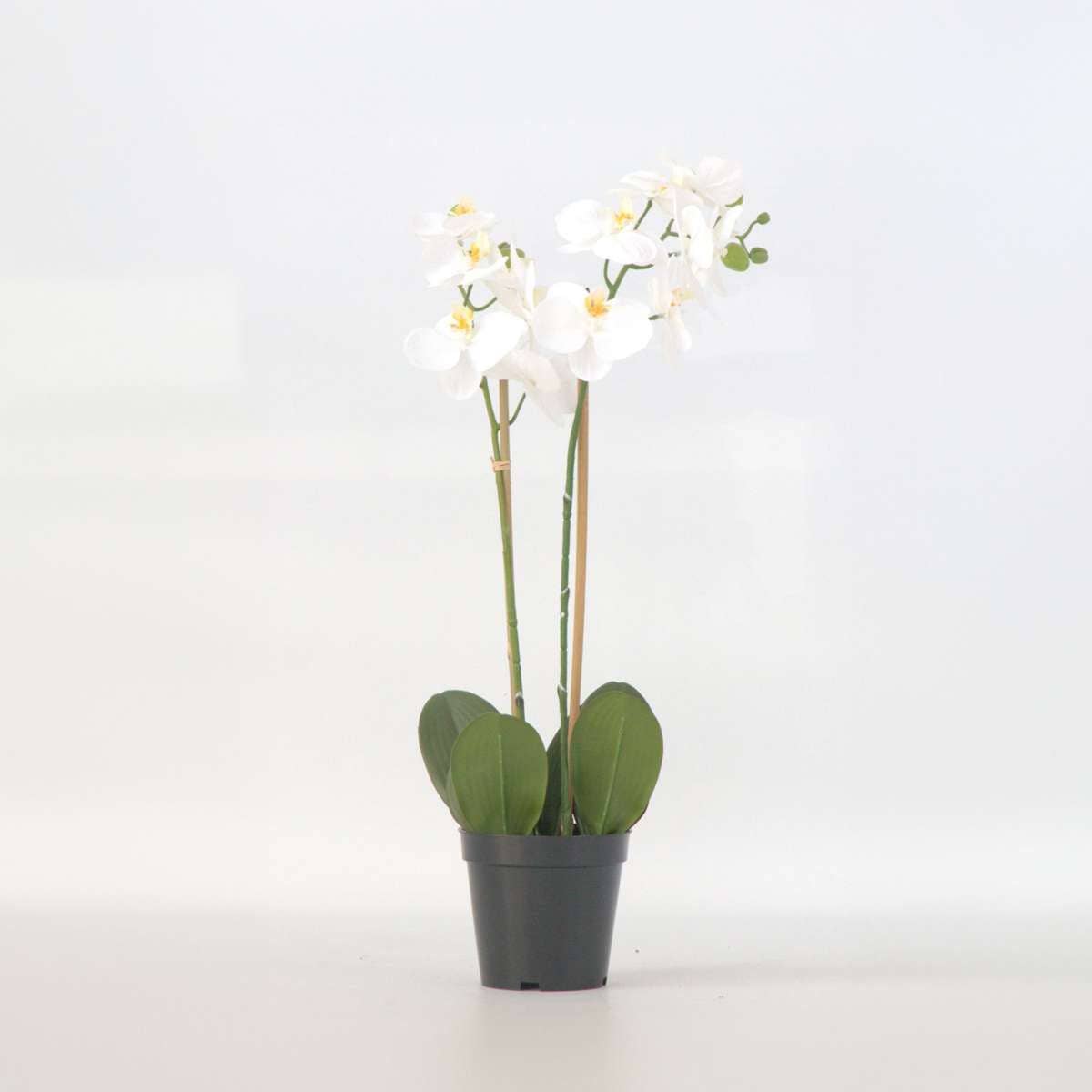 Oasis of Life - Wholesale Artificial Flowers - Artificial Phalaenopsis Orchid – 55cm Tall – White Artificial Orchid – Deceptively Realistic & Maintenance-Free – Luxurious Decorative Flower for Living Room, Office & Dining Table0
