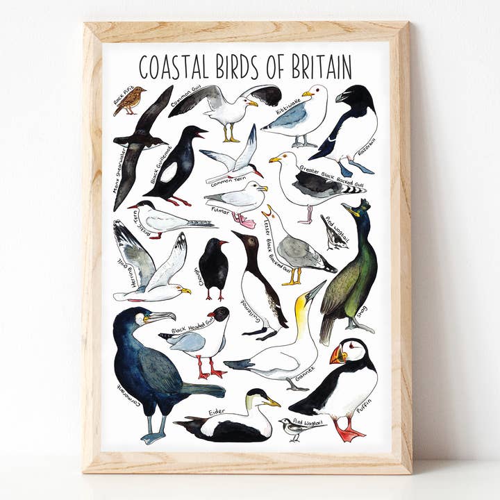 Coastal Birds of Britain Art Print for wholesale by Alexia Claire Ltd