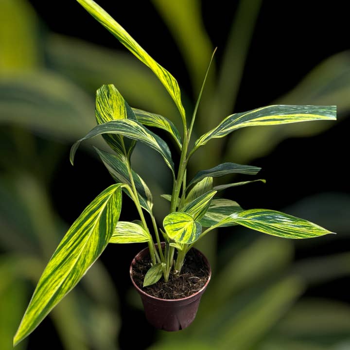 4" Variegated Ginger for wholesale by Down to Dirt Plants