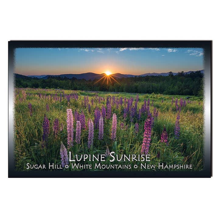#9080 Vykort för Lupine Sunrise för wholesale av White Mountain Images