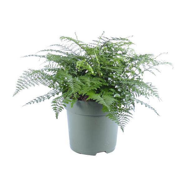 Redebregne – Asplenium Parvati – Stueplante – Ø27cm – ↕50cm – Tropisk grøn plante med fine blade – Nem at passe & luftrensende for engroshandel hos Oasis of Life