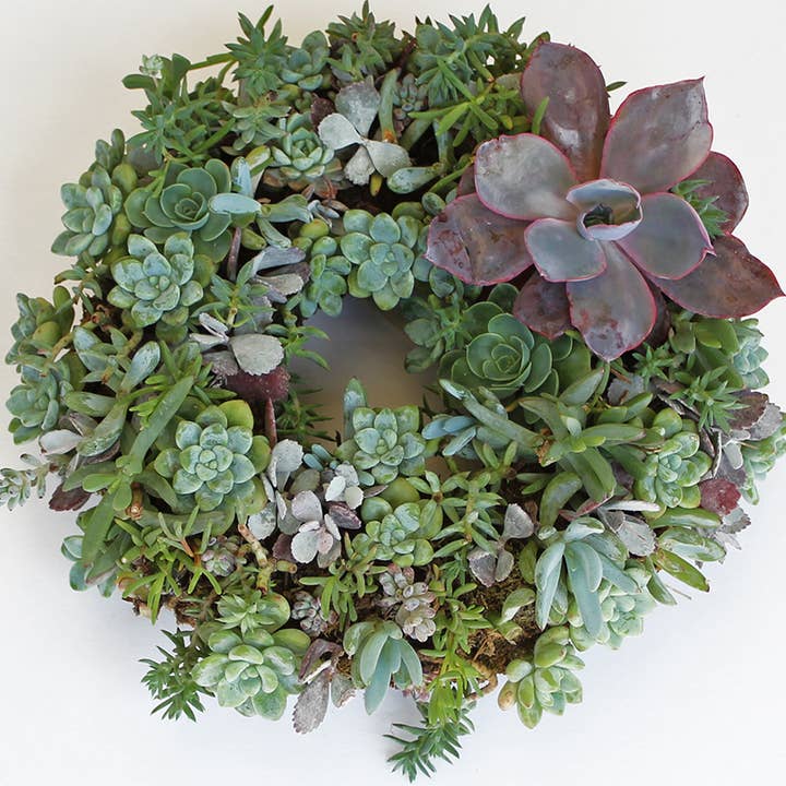 SuperMoss - Wholesale Wreath - Living Wreath Round3