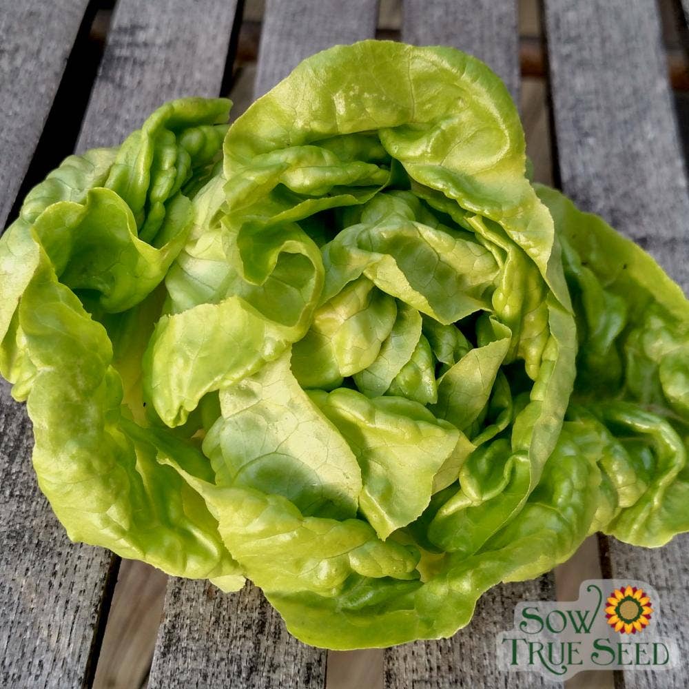 Sow True Seed - Vente Graines de plantes - Graines de laitue - Buttercrunch, BIO5
