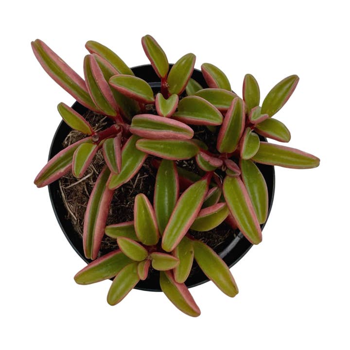 Succulent Wholesale - Wholesale Live Plant - Ruby Glow | 3.5 inch | Peperomia graveolens0
