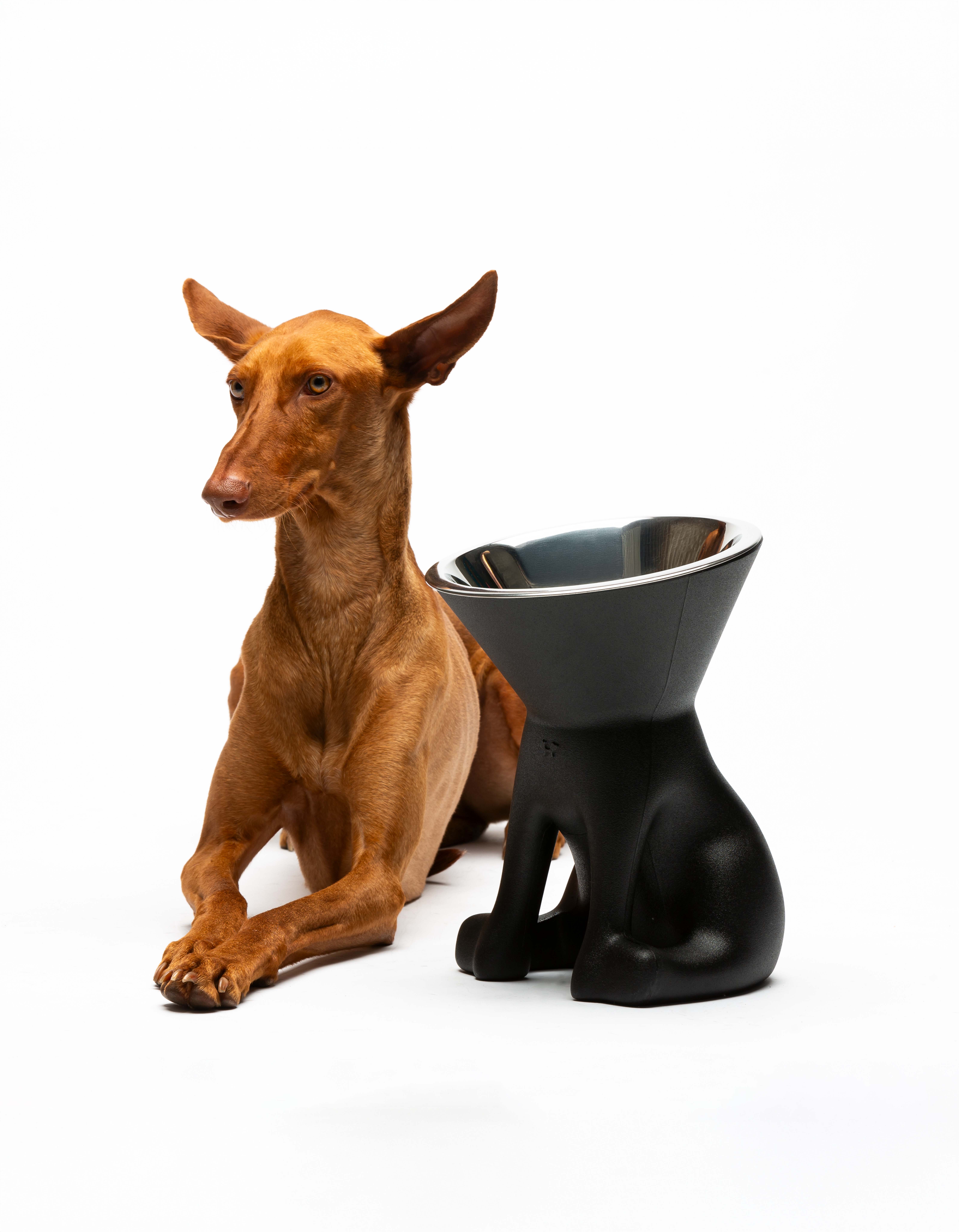 United Pets - Vente Gamelle – chat et chien - Elizabeth : gamelle surélevée pour chien28