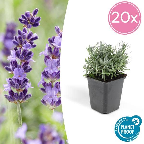 Oasis of Life - Wholesale Live Plant - Lavender Lavandula 'Hidcote' – 20 plants – Abundantly flowering garden lavender – ↕10-25cm – Ø9cm – easy to care for & sunny1