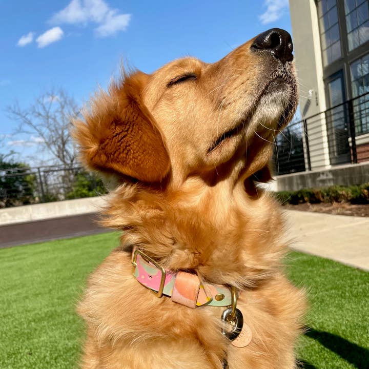 Glad & Young Studio - Wholesale Pet Collar - Cat/Dog - Hand Marbled Pet Collar8