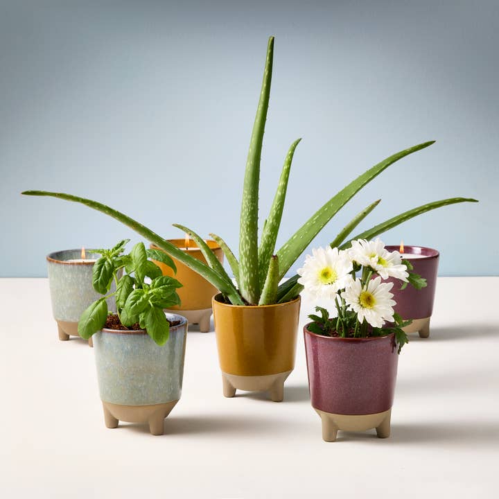 Modern Sprout - Wholesale Jar/Filled Candle - Glow & Grow 2-in-1 Candle + Grow Kit