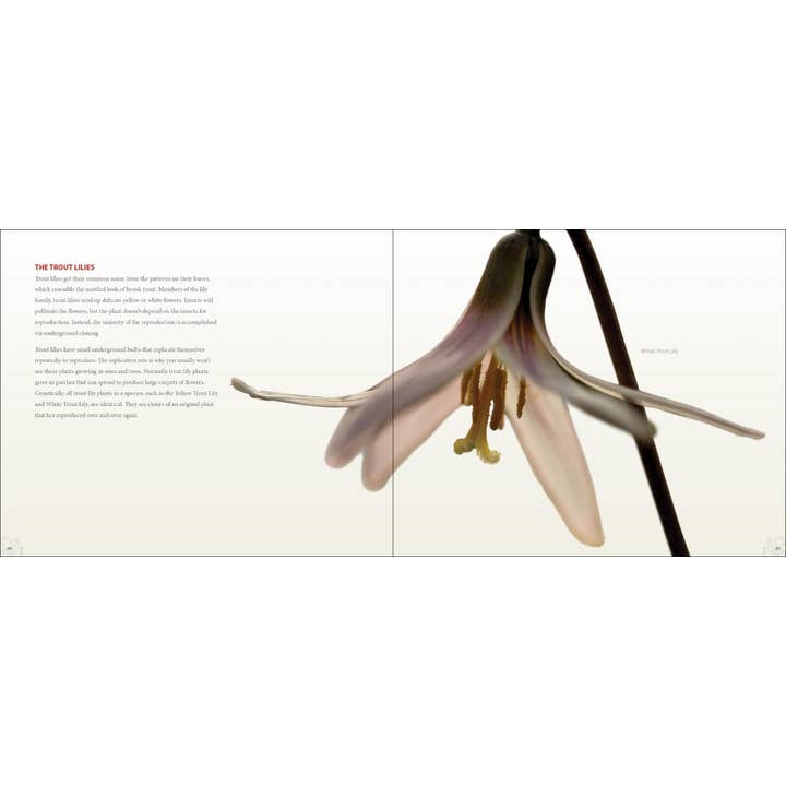 AdventureKEEN - Wholesale Book - Adult - Wildflowers
