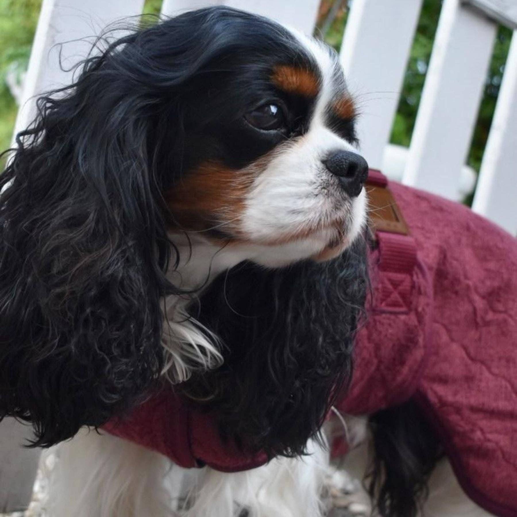 Siccaro - Wholesale Pet Coat - Dog - Smart Drying Dog Coat3