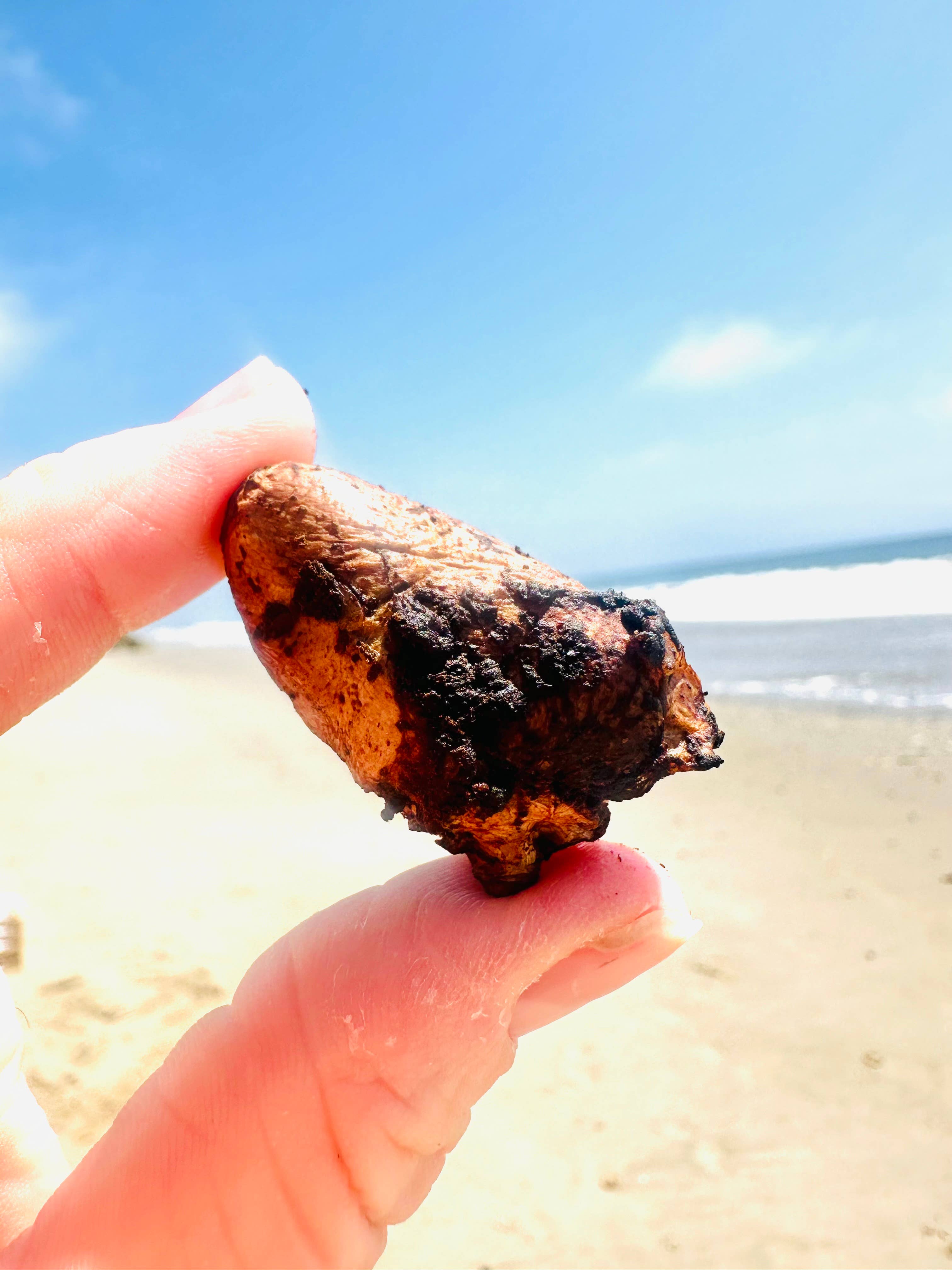 Fur Monster Goodies LLC - Wholesale Pet Treats - Dog - Freeze-Dried Organ: Chicken Heart & Functional Mushrooms1