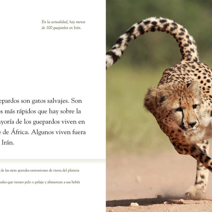 The Creative Company - Wholesale Nature & Outdoors - Planeta animal: El guepardo2