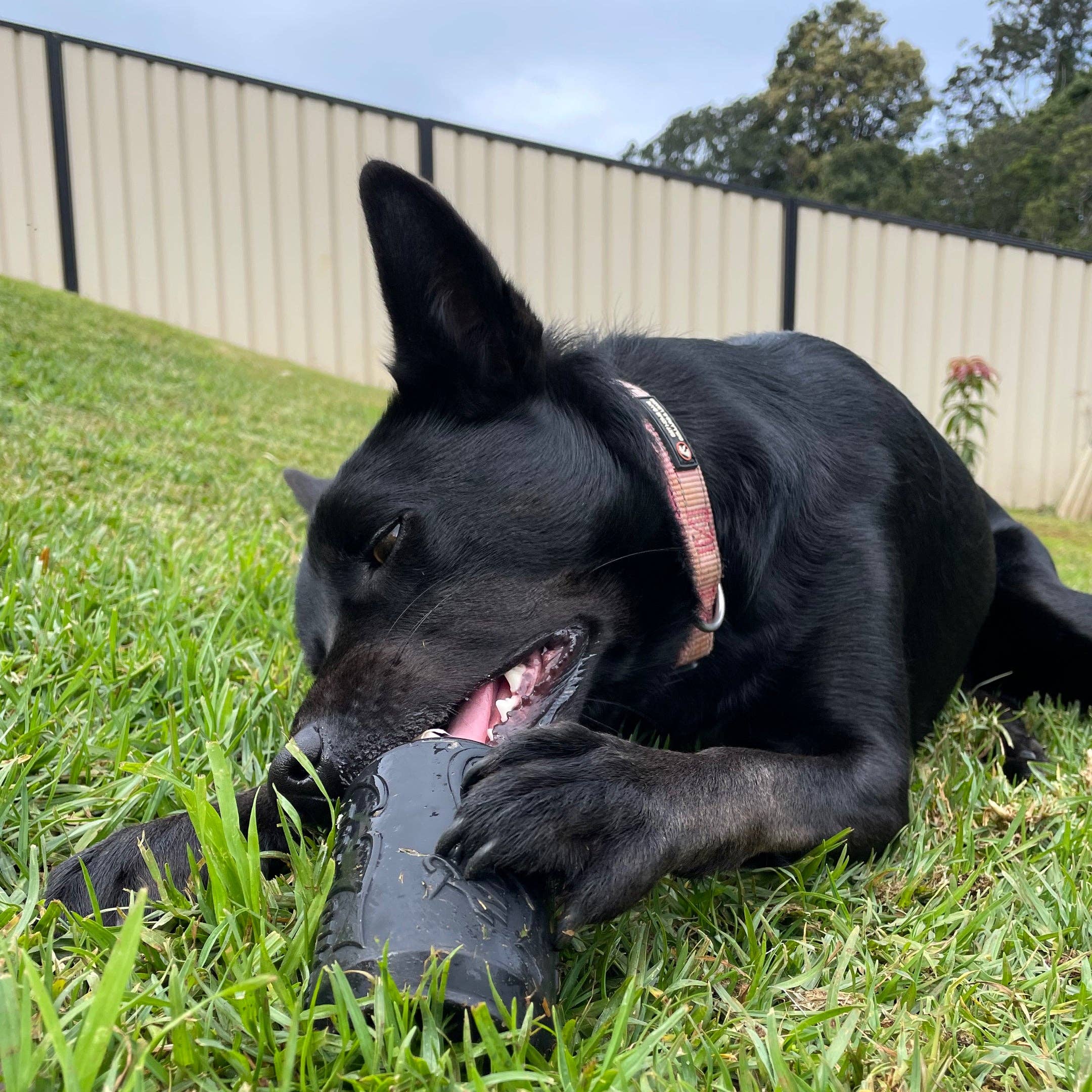 Rover Pet Products - Vendita all'ingrosso Giocattolo da masticare - Cani - Giocattolo Magnum Can (Power Chewers)5