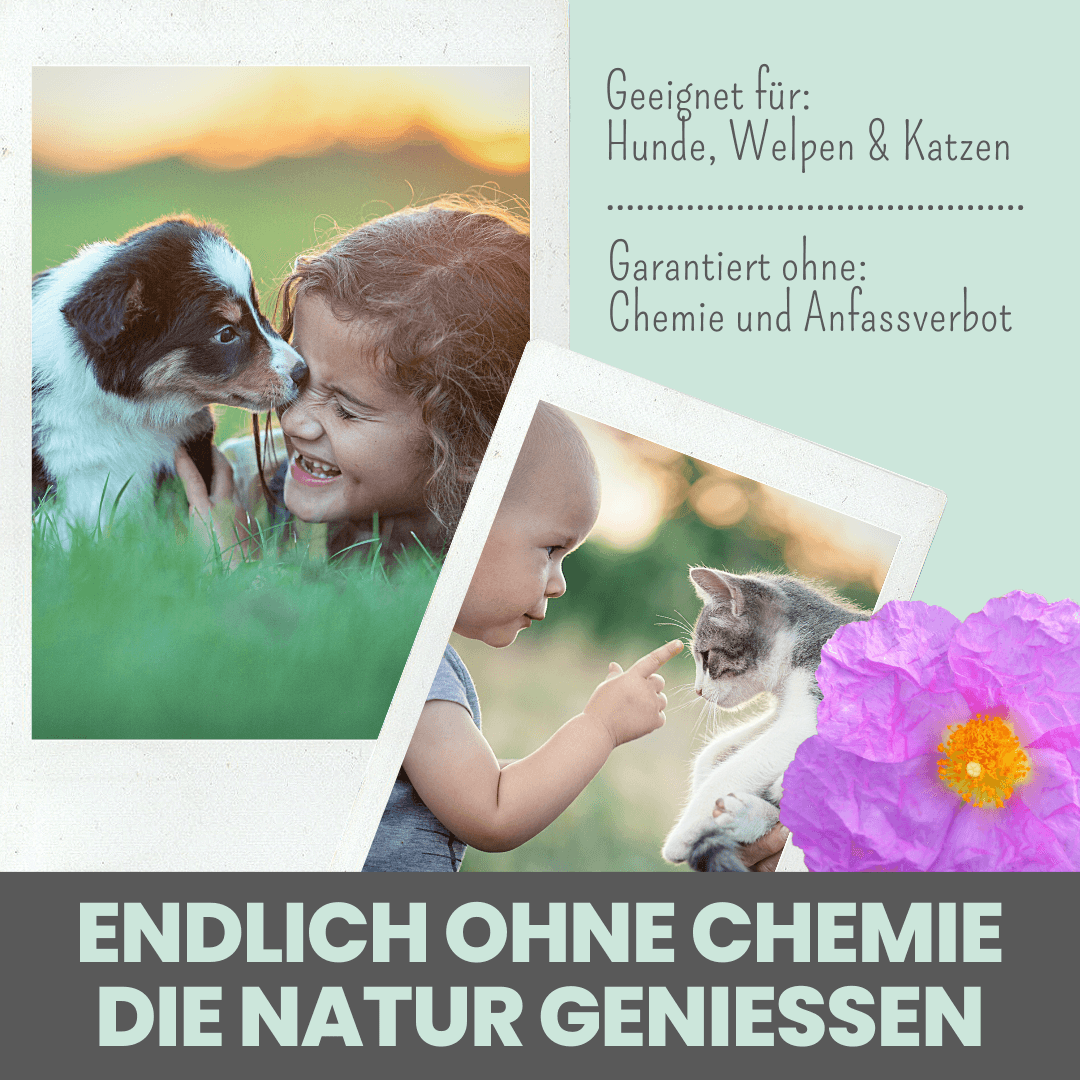 Noms+ – Engroshandel Supplement til kæledyr - Kat/hund – Cistus Tabs – Naturlig cistus-godbid til sæsonen2