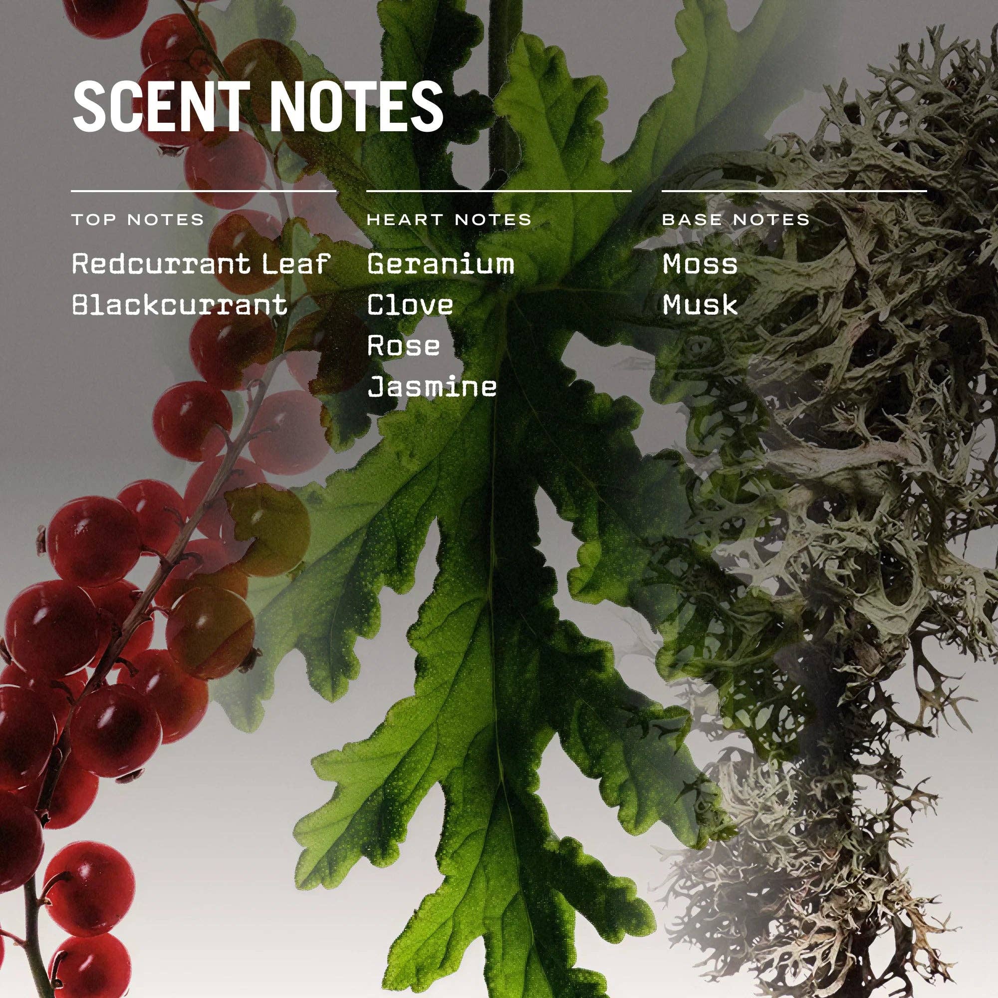 Russell + White - Wholesale Jar/Filled Candle - Red Lake 250g Scented Soy Candle4