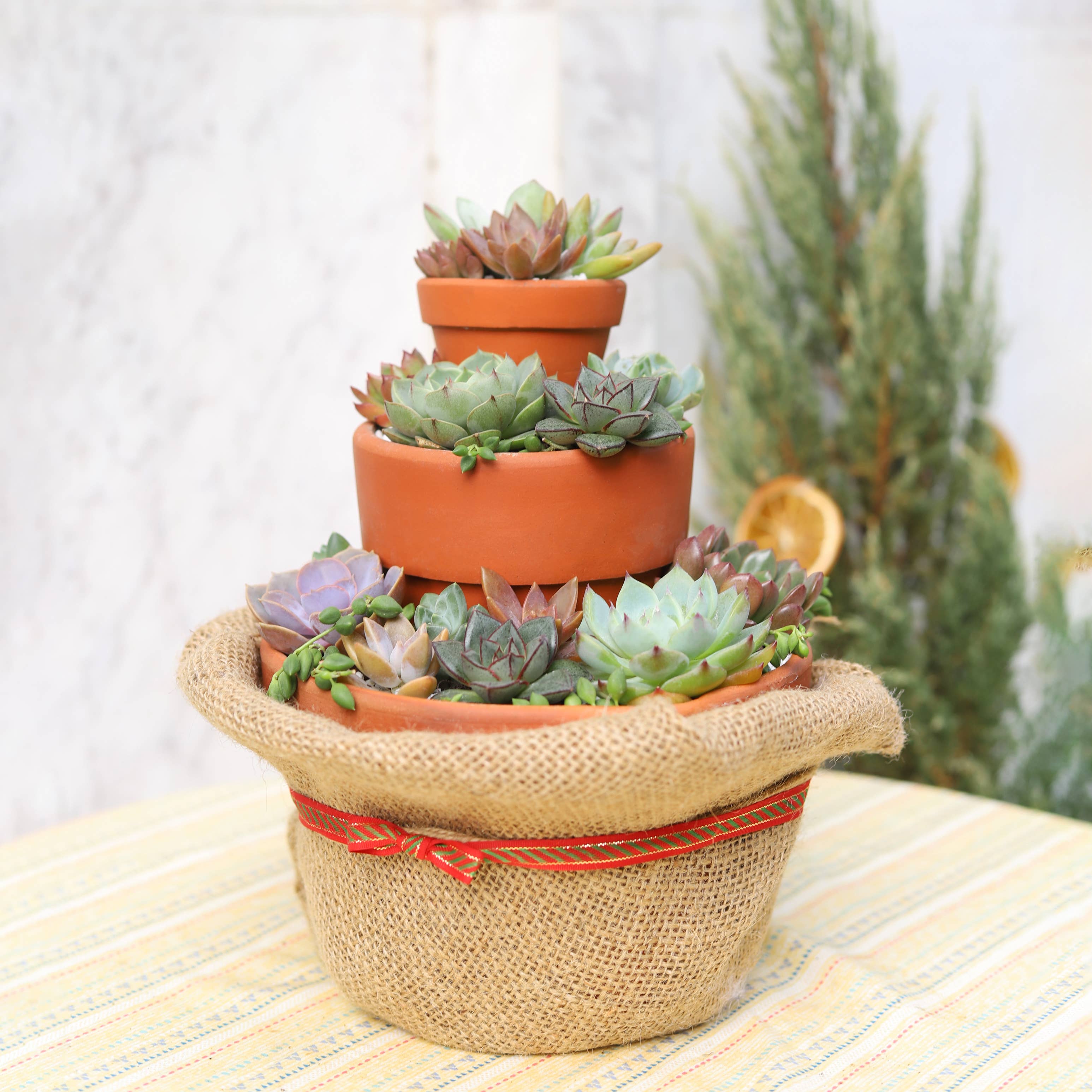 Best Plant Friend - Vente Succulentes - Plateau à succulentes aléatoire - 64 plantes succulentes vivantes en vrac - Pot de 2 pouces7