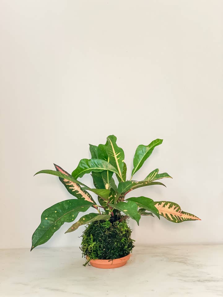 Croton Kokedama for wholesale by White Stable Farms