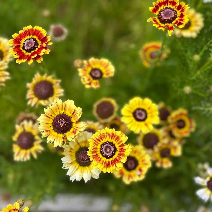Decker Rd. Seeds - Wholesale Plant Seeds - Painted Daisy Flower Seeds, Chrysanthemum carinatum4