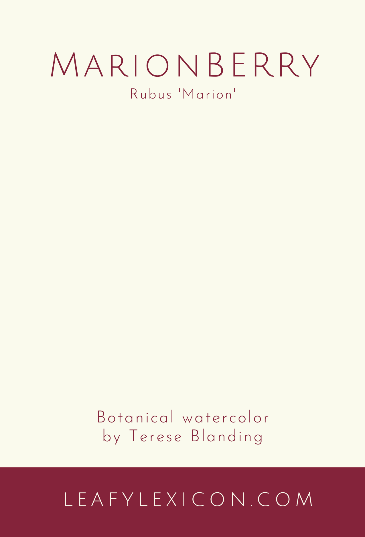 Leafy Lexicon - Vendita all'ingrosso Biglietti di auguri generici - Biglietto di auguri Marionberry1