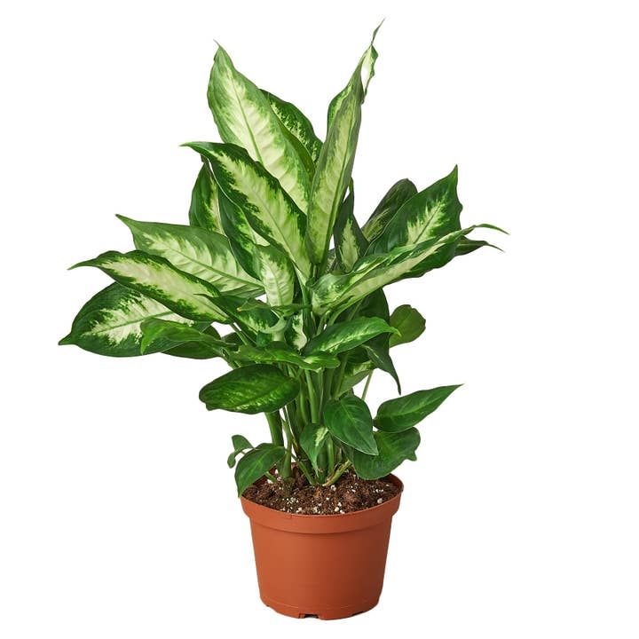 DIEFFENBACHIA CAMILLE 6-inch for wholesale by House Plant Wholesale