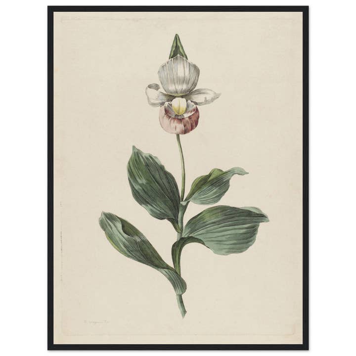Maison de Paloma - Wholesale Art Print - Botanic garden22