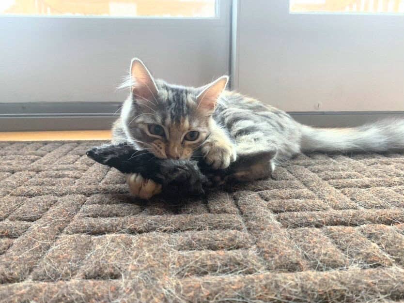 Naked Beasts, Inc. - Wholesale Pet Treats - Dog - Rabbit Feet5