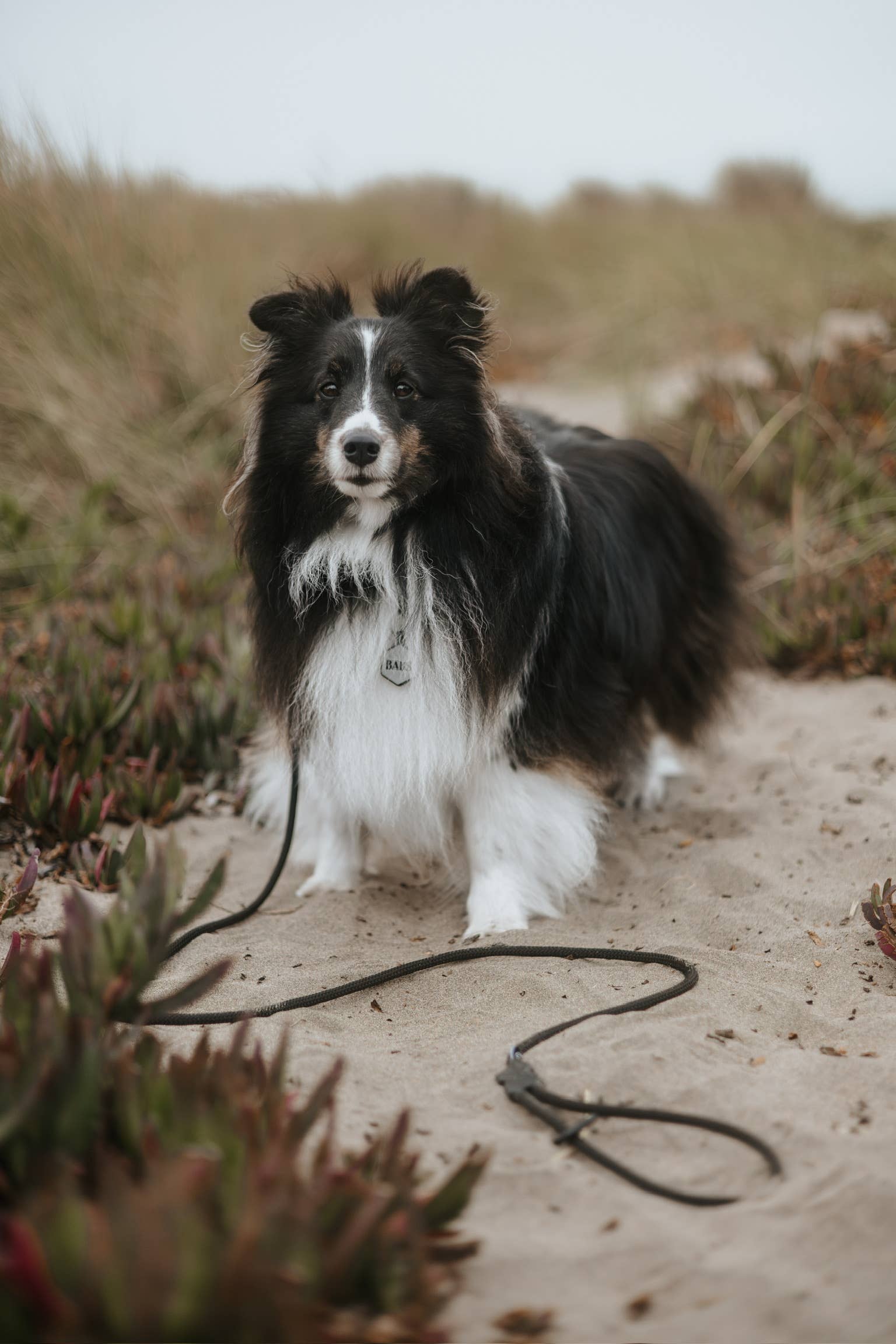 Litto Howler - Wholesale Pet Leash - Dog - Ekko Leash - 5 FT - Black 7mm Climbing Rope  1