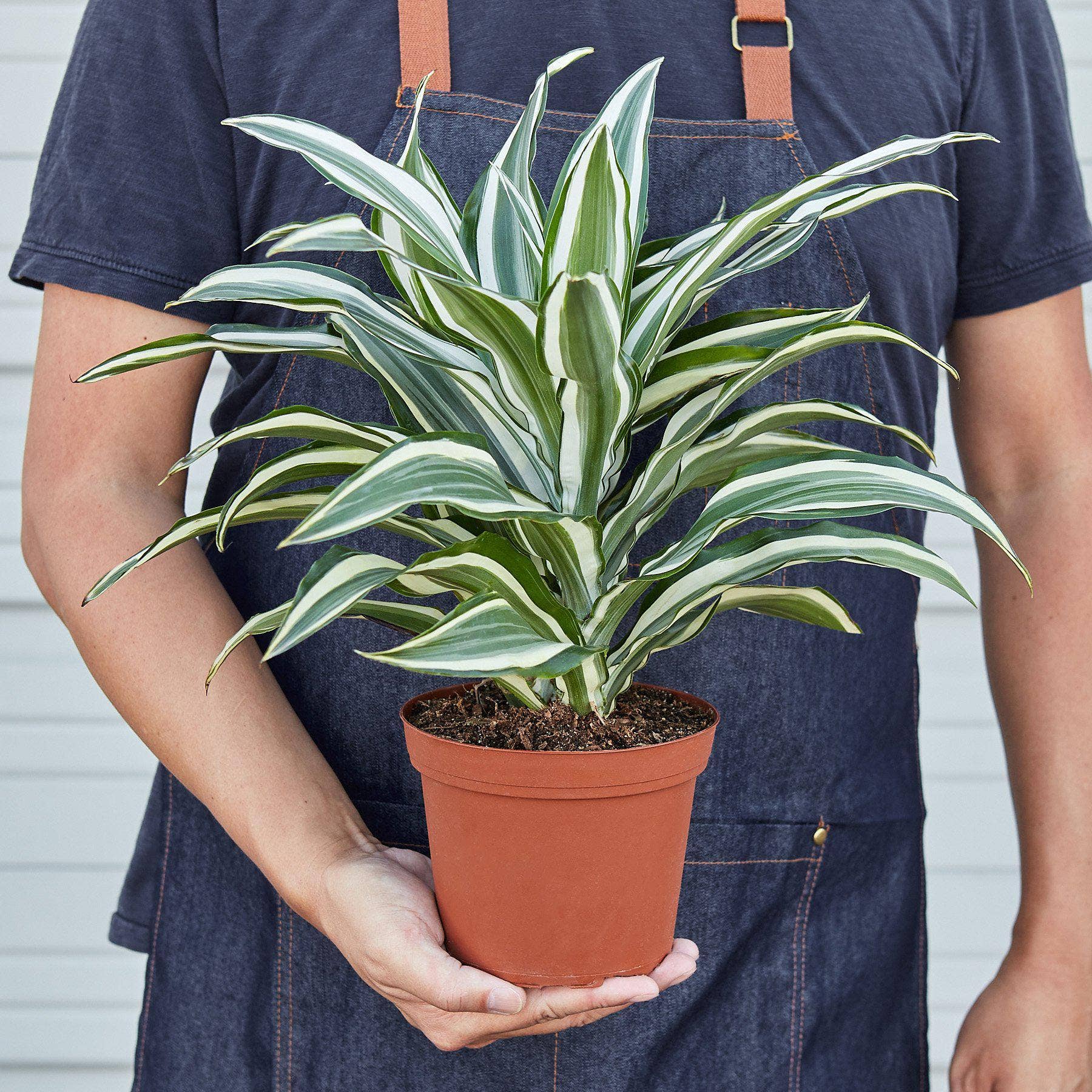 House Plant Wholesale - Wholesale Live Plant - Dracaena Warneckii 'White Jewel'3